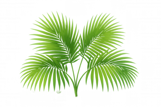 Palm leaves illustrating tropical exotic plant foliage, fresh green botanical fronds with transparent background