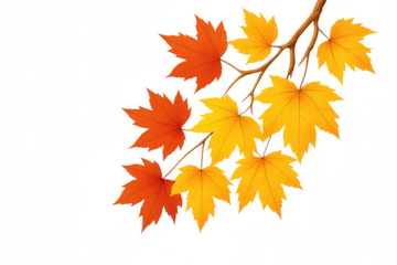 Autumn maple branch with golden yellow and vibrant red fall foliage, seasonal leaves on transparent background