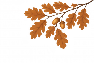 Autumn oak branch with brown dry leaves and ripe acorns, fall nature season illustration on transparent background