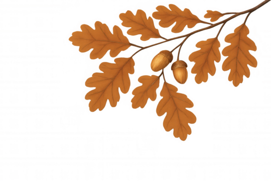 Autumn oak branch with brown dry leaves and ripe acorns, fall nature season illustration on transparent background