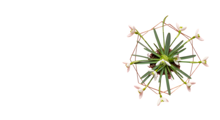 Snowdrop flowers create an abstract floral flat lay on a dark surface. Perfect for social media, backgrounds, posters, branding.