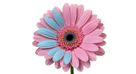Pink and blue gerbera daisies on black appear in soft light, useful for product photography and flower shop branding.