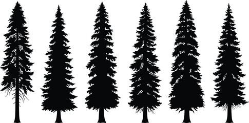 Collection of tall pine tree silhouettes isolated on white background, evergreen conifer forest trees, black vector illustration for nature design