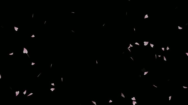 Flying cherry blossom isolated on transparent black background. Pink cherry blossoms flowing in the wind. Cherry blossom petals falling gracefully against dark screen. Rose petals flying in the wind.