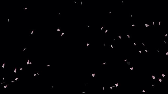 Flying cherry blossom isolated on transparent black background. Pink cherry blossoms flowing in the wind. Cherry blossom petals falling gracefully against dark screen. Rose petals flying in the wind.