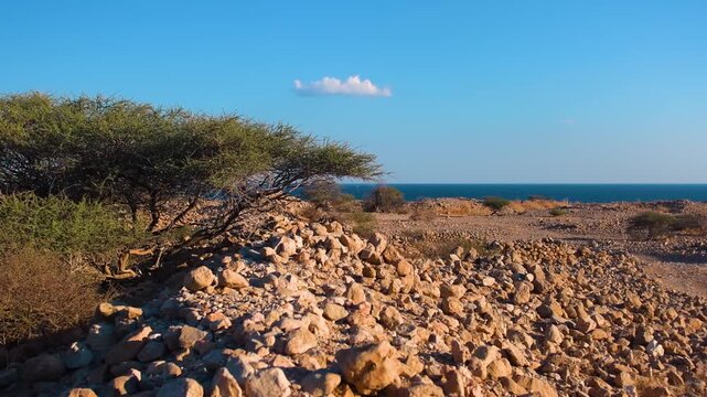 A scenic shot of the rugged, rocky coastline of Oman. The arid landscape is covered with small stones and sparse desert vegetation, leading down to the clear blue waters of the Arabian Sea under a bri