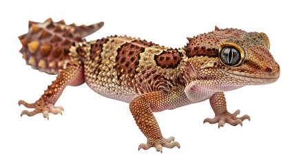 Naklejka premium Close up of a gecko with brown and tan scales walking on a black background in a studio setting