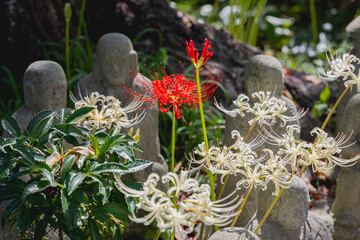 神奈川県大和市・常泉寺の彼岸花と緑に囲まれた境内の風景