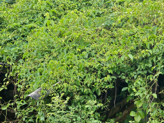 green ivy leaves in the garden