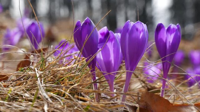 Purple crocus flowers blooming in spring forest