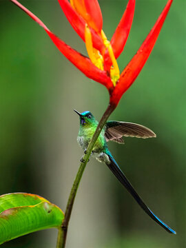 Long-tailed Sylph Perched Beside Bright Heliconia Flower in Ecuadorian Cloud Forest