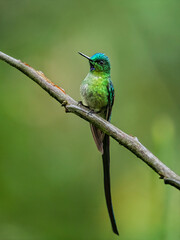 Male Long-tailed Sylph Perched on Branch in Ecuadorian Cloud Forest