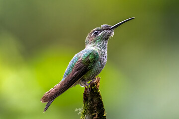 Violet-fronted Brilliant Hummingbird Perched on Mossy Branch in Cloud Forest