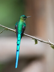 Male Long-tailed Sylph Perched on Mossy Branch in Ecuadorian Cloud Forest