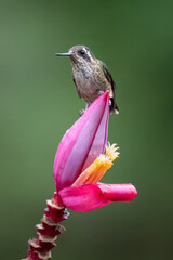 Speckled Hummingbird Perched on Pink Banana Flower in Ecuadorian Cloud Forest