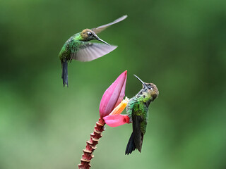 Violet-fronted Brilliant Hummingbird Feeding on Pink Banana Flower in Tropical Ecuador © Leon Burda