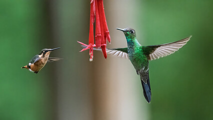 Obraz premium Violet-fronted Brilliant and White-bellied Woodstar Hummingbirds Feeding at Red Fuchsia Flower in Ecuadorian Cloud Forest