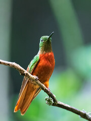Chestnut-Breasted Coronet Hummingbird Perched on Forest Branch in Ecuadorian Andes