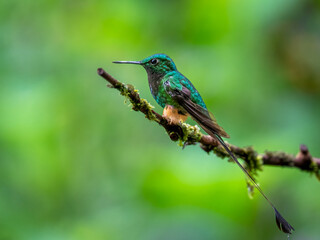 Booted Racket-Tail Hummingbird Perched on Forest Branch in Ecuador