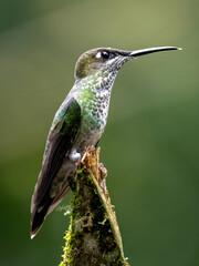 Violet-fronted Brilliant Hummingbird Perched on Mossy Branch in Cloud Forest