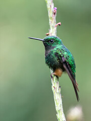 Booted Racket-Tail Hummingbird Perched on Forest Branch in Ecuador