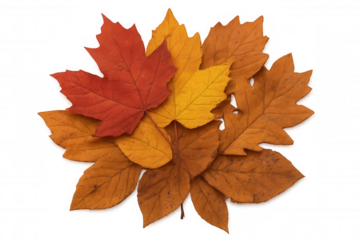Autumn leaves displaying vibrant fall colors with multiple leaf types arranged on a transparent background