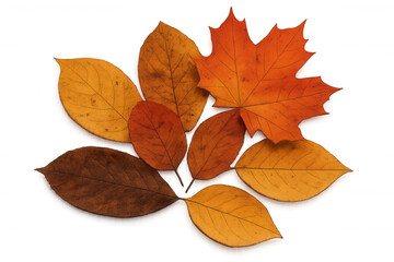 Fototapeta premium Autumn leaves displaying vibrant orange, yellow, and brown colors, representing the fall season with a transparent background