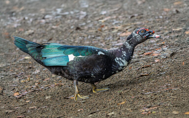 Muscovy Duck (Cairina moschata) walking on muddy ground in Colombia. Native to the Americas and one of the world&rsquo;s oldest domesticated duck species. Sharp detail, natural colors, soft light.