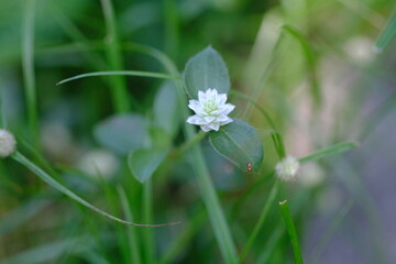 white flower on green background