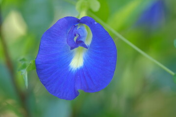 blue iris in the garden