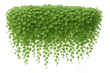 Creeping fig climbing plant creating green wall, lush foliage with dangling vines on transparent background