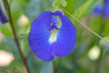 blue iris flower on green