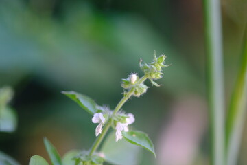 Fototapeta premium wild flower in the garden