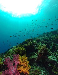 Underwater coral reef scene