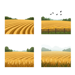 Peaceful golden wheat fields under blue sky in countryside landscape, beautiful rural farm harvest season concept illustration