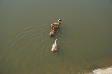 a group of ducks were swimming freely in the lake enjoying the warmth of the sun, the clear and...