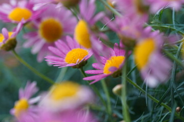 Field of pink Marguerite Daisies in bloom with soft bokeh background