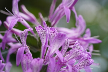 Cluster of vibrant purple flowers with elongated speckled petals and lush green
