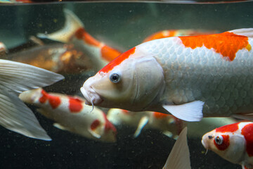 A variety of colors and patterns of koi fish swimming in a glass pond.
