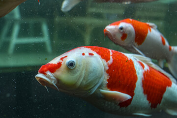 A variety of colors and patterns of koi fish swimming in a glass pond.