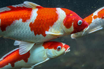 A variety of colors and patterns of koi fish swimming in a glass pond.