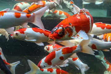 A variety of colors and patterns of koi fish swimming in a glass pond.