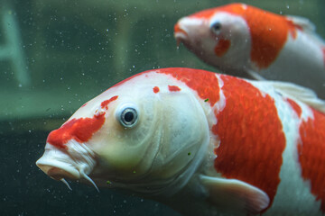 A variety of colors and patterns of koi fish swimming in a glass pond.