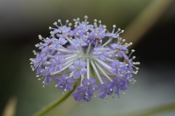 Spherical cluster of pale purple flowers with radial delicate blooms