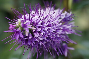 Vibrant purple spike like flower with tubular blossoms and white accents