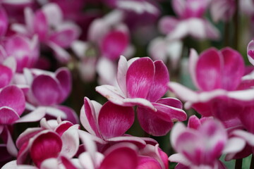Cluster of pink and white cyclamen with curved layered petals and vivid elegance