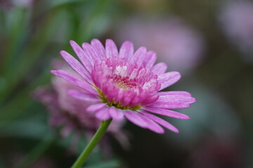 Red Gerbera Daisy with vibrant petals showcasing ornamental garden beauty