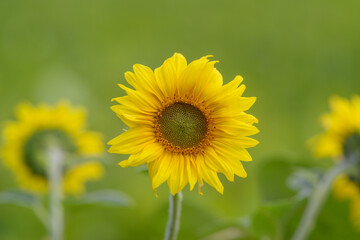 A Beautiful Sunflower in Full Bloom Set Against a Lush Green Background Enhances Natures Charm
