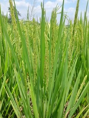 Close-up image of rice panicles showing white objects which are rice flowers
