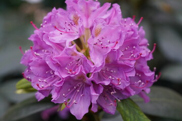 vibrant purple rhododendron with ruffled petals and pink tipped stamens